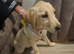 Labrador girl pup (willow)