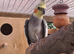 Cockatiel pairs and spare males