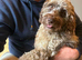Gorgeous cockapoo girl