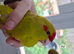 Kakarikis for sale