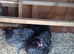 Orpington growers available