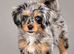 Miniature bernadoodle girl