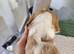 Cavalier king Charles