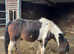 Coloured gelding 11hh