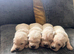 Golden Retreiver pups