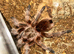 Juvenile Chilean Rose Tarantula (Grammostola rosea) - Great Beginner Species