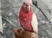 Friendly Baby HandReared Super Tame Cuddly Lutino Galah Cockatoo Parrot,25