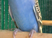 budgies available 9 weeks old
