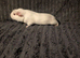 3 lovely bonded male guinea pigs
