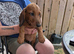 Mixture of dachshund puppies for sale