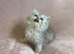 **Last One** Beautiful litter of Persian kittens, PKD Neg