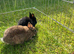 Netherland dwarf babies