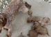 Cavapoo puppy