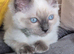 RAGDOLL KITTEN BOY