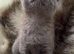 Bsh mix