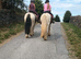 13.2hh 4 year old mare