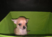Quality KC Registered puppies