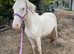 Lovely 2yr old gelding