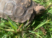 BURMESE BROWN MOUNTAIN TORTOISES 2 YEARS OLD