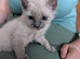 Ragdoll kittens