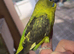 3 mutation budgies