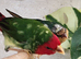 Proven pair of redfaced parrot finch £130