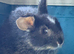 Mixed female bunny