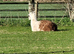 Llama for sale
