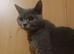 Lovely British Shorthair Female