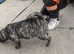 Frug