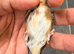 2024 bbc ring goldfinch hen proven