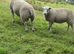 Tups for sale