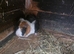 Adult male guinea pigs