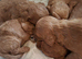F1 cockapoo puppies