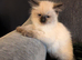 Ragdoll kittens ready now