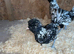 Pair of silver laced polish