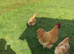 BUFF ORPINGTON COCKEREL