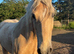 9 year old palomino warmblood x cob gelding