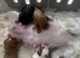 Cavalier King Charles spaniel puppies health tested parents