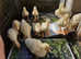 White Campbell / Aylesbury Duck Hatching eggs. Extra Large Eggs (LAY ALL YEAR)