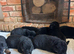 Quality Litter GSD Puppy&rsquo;s @icepack