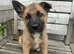 2 pups out of litter - Border Collie x German Shepard x Belgian Malanois