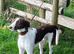 collie greyhound