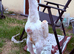 WHITE SHAMO CHICKENS AVAILABLE