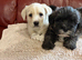 Stunning Puppies
