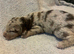Labradoodle F1B Health clear pups