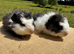 Pair of bonded boy babies