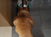 Gorgeous English bulldog male