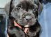 Staffordshire bull terrier pups 2 males left