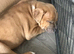 American Bulldog X Bullmastiff